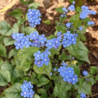 Brunnera macrophylla 'Jack Frost'